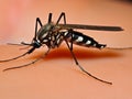 mosquito sucking blood on human skin