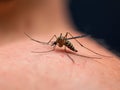 mosquito sucking blood on human skin