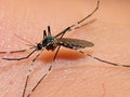 mosquito sucking blood on human skin