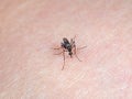 Mosquito Sucking Blood on Human Skin