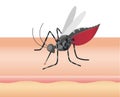 Mosquito sucking blood through human skin icon. Symptoms of dengue fever, Sika virus