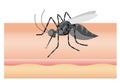 Mosquito sucking blood through human skin icon. Symptoms of dengue fever, Sika virus