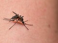 mosquito sucking blood on human skin