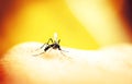 Mosquito sucking blood Royalty Free Stock Photo