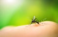 Mosquito sucking blood Royalty Free Stock Photo