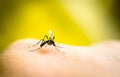 Mosquito sucking blood Royalty Free Stock Photo