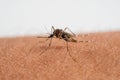 mosquito sucking bloode on human skin cause sick