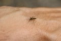 Mosquito sucks blood from the arm of a man Royalty Free Stock Photo