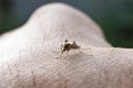 a mosquito sucks blood from a human body. macro photo of a mosquito on the arm Close up a Mosquito sucking human blood set B-2 Royalty Free Stock Photo