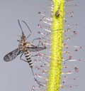 Mosquito on Sundew