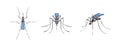 Mosquito top view side and front. Sketch style. Vector illustration Royalty Free Stock Photo