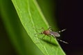 Mosquito on a tree leaf at night.