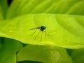 Mosquito on a tropical leaf