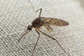 Mosquito trying to bite through cloth Royalty Free Stock Photo