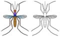 Mosquito vector illustration colored and outline flying wings a harmful insect transmit diseases