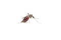 The Mosquito on white background. Royalty Free Stock Photo