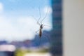 Mosquito on window screen