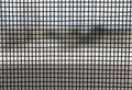 Mosquito wire screen texture on the window . Royalty Free Stock Photo