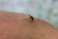 Mosquito (Culex pipiens) feeds on the blood of human body