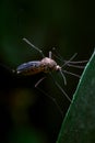 A mosquito Culicidae Sitting on a leave