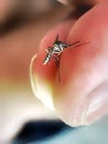 mosquitoe Animal In hand Wild photo Royalty Free Stock Photo