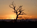 Mosquitoe sunset at Chobe National Park (Botswana)