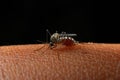 Mosquitoes Royalty Free Stock Photo