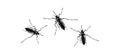 Mosquitoes are carriers of pathogens. Royalty Free Stock Photo
