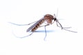 Mosquitoes (Culicidae Meigen, 1818) are a family of insects of the order Diptera (Nematocera: Culicomorpha). Royalty Free Stock Photo