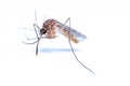 Mosquitoes (Culicidae Meigen, 1818) are a family of insects of the order Diptera (Nematocera: Culicomorpha). Royalty Free Stock Photo