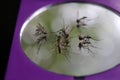 Mosquitoes die on the mirror. Royalty Free Stock Photo
