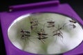 Mosquitoes die on the mirror. Royalty Free Stock Photo