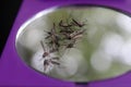 Mosquitoes die on the mirror. Royalty Free Stock Photo