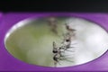 Mosquitoes die on the mirror. Royalty Free Stock Photo