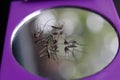 Mosquitoes die on the mirror. Royalty Free Stock Photo