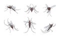 Mosquitoes fly and bite. Gnats swarm. Animal dengue epidemic. Insecticide repellent from sucking midge. Bugs with stings