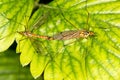 Mosquitoes make love Royalty Free Stock Photo