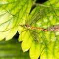 Mosquitoes make love Royalty Free Stock Photo