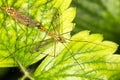 Mosquitoes make love Royalty Free Stock Photo