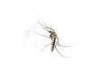 Mosquitoes Royalty Free Stock Photo