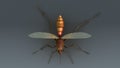 Mosquito Royalty Free Stock Photo