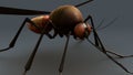 Mosquito Royalty Free Stock Photo