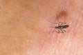 Mosquitoes are sucking blood on the skin Royalty Free Stock Photo