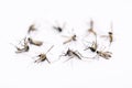 Mosquitoes on white background. It a cause of many disease like malaria, yellow fever, and dengue fever.
