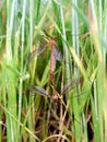 Mosquitos mating