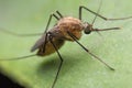 Mosquitos mosquito Royalty Free Stock Photo