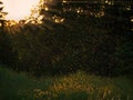 Mosquitos swarm flying in sunset light in the evening Royalty Free Stock Photo