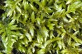 Moss Royalty Free Stock Photo