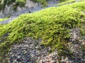Moss Royalty Free Stock Photo
