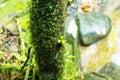 Moss is in abundant forest